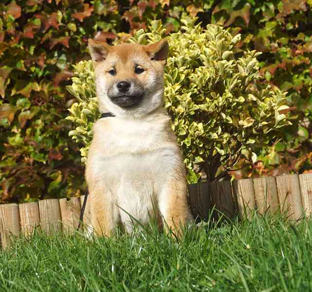 Shiba-Inu s PP FCI z chovatelské stanice pibaro - foto 5