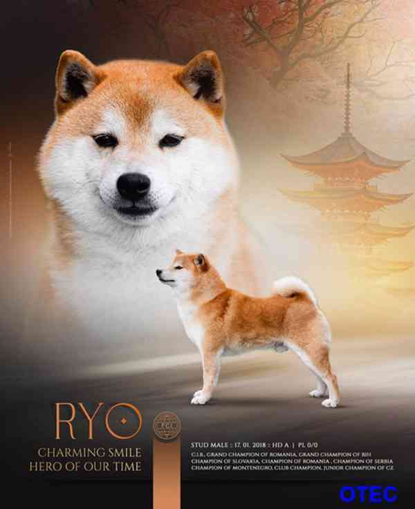 Shiba-Inu s PP FCI z chovatelské stanice pibaro - foto 13