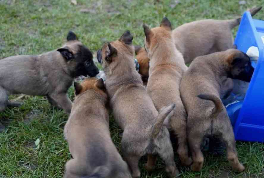 Neuvěřitelná štěňata belgického ovčáka malinoise k dispozici - foto 1