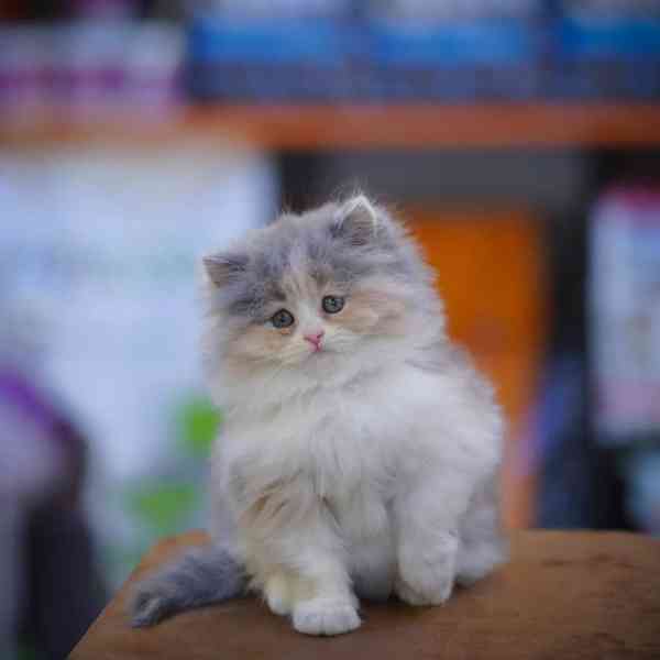 Úžasné perské kotě na prodej - foto 1