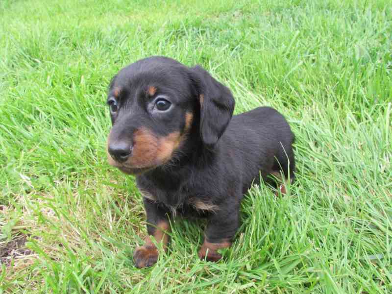 Štěňata jezevčíka k adopci.