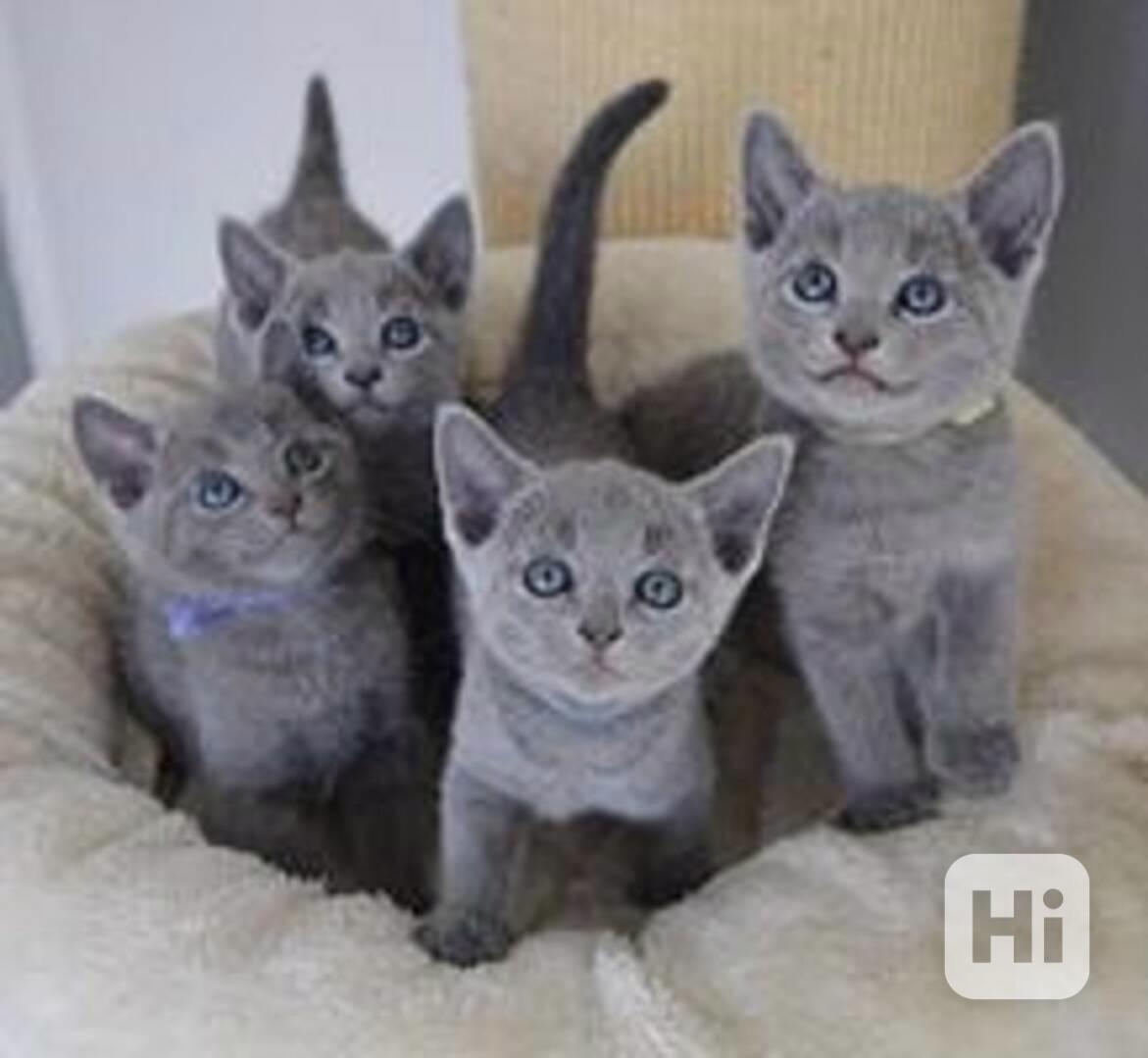 Očkovaná koťata ruské modré kočky k dispozici k adopci. - foto 1