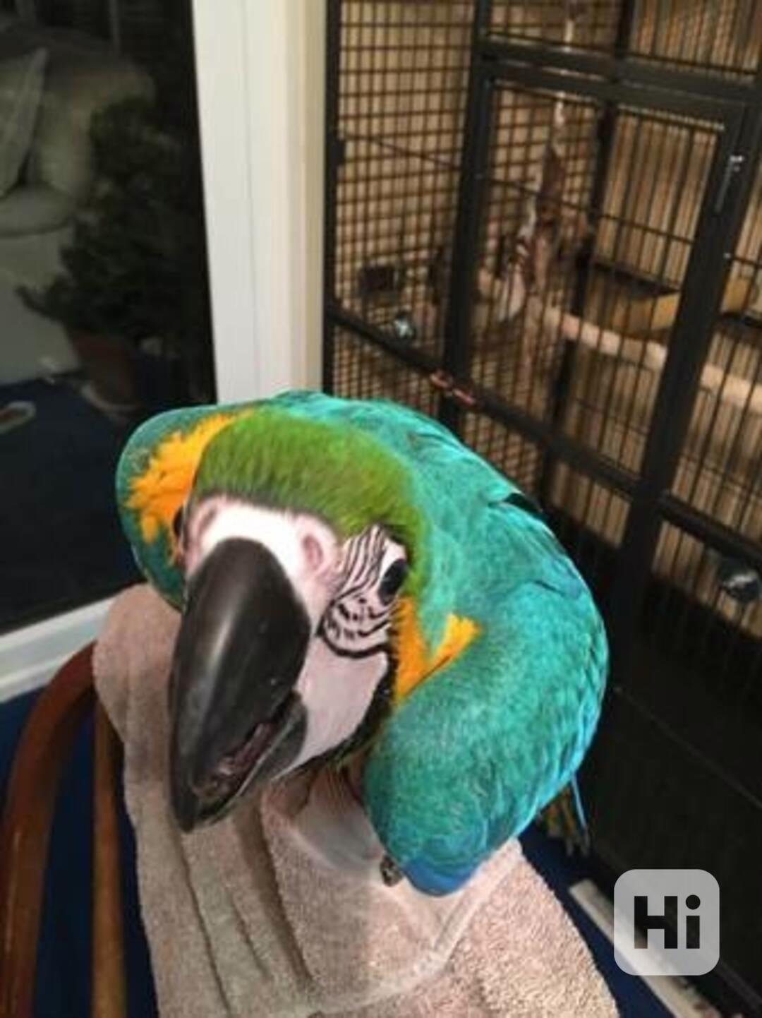 Mluví a zpívají papoušci ara arové - foto 1