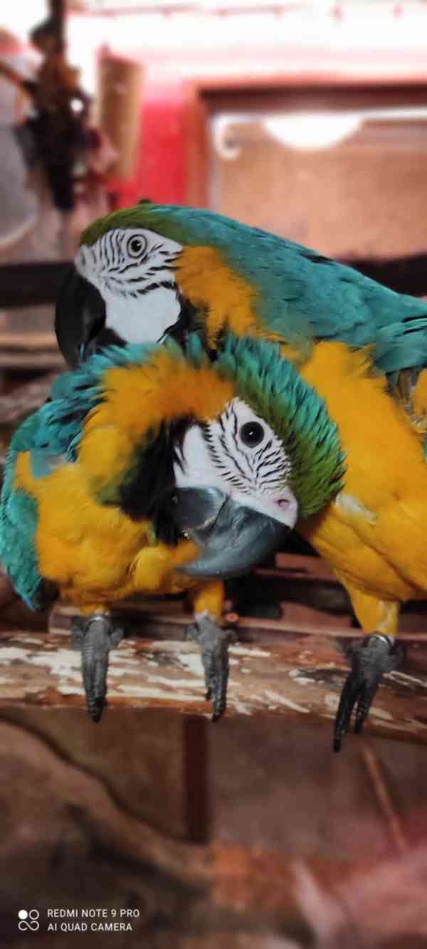 ARA ARARAUNA - foto 8
