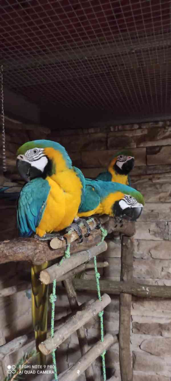 ARA ARARAUNA - foto 7