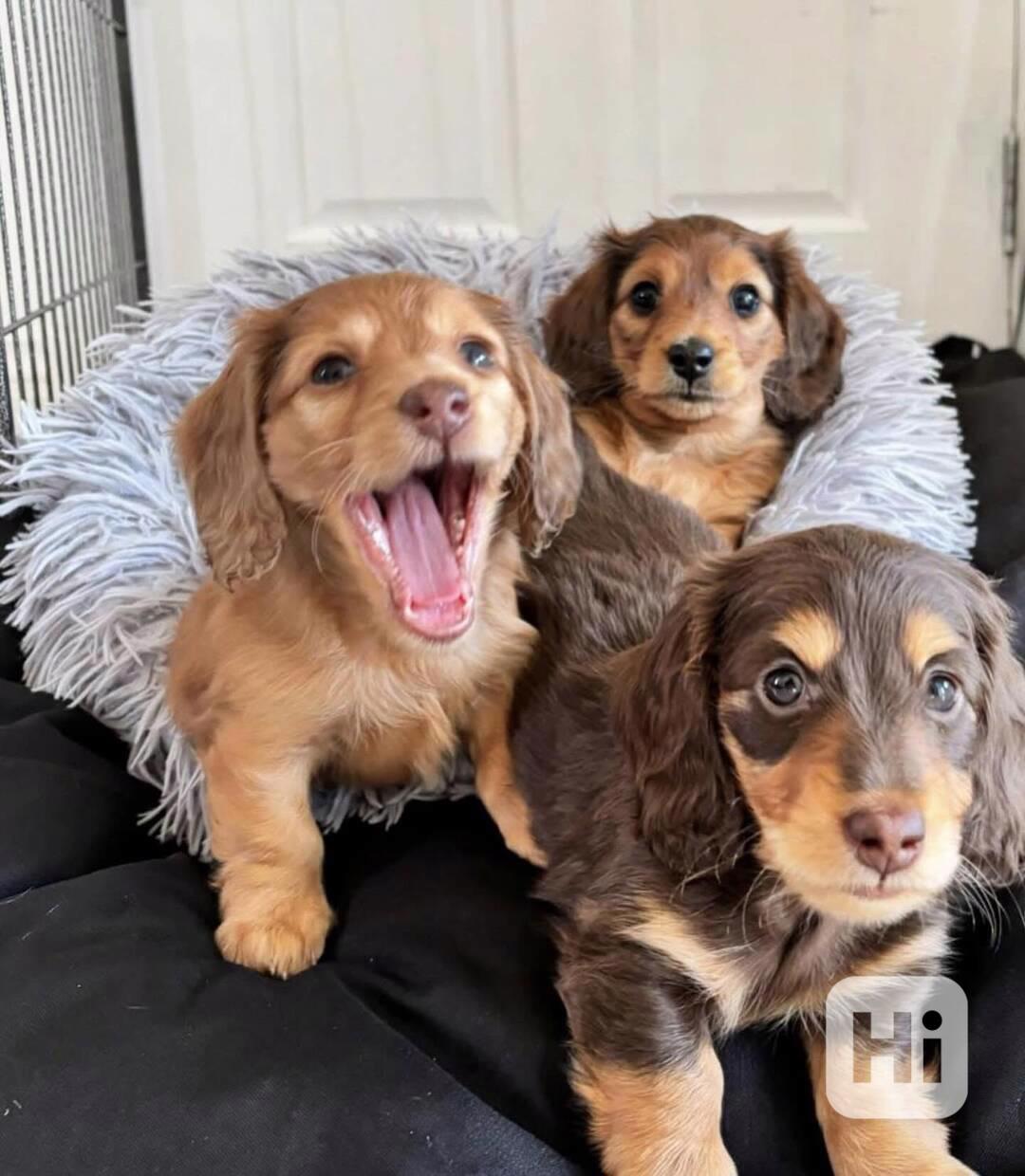 🌭 Toužíme po lásce – Rozkošná štěňátka jezevčíků jsou k dis - foto 1