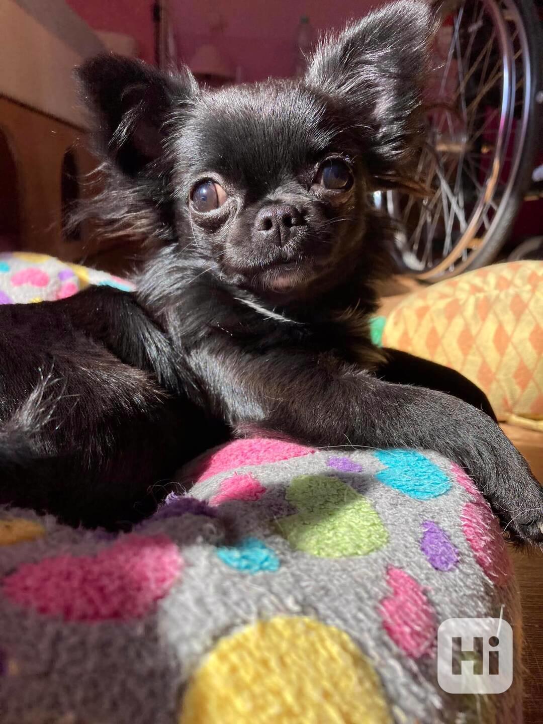 ČIVAVA – DOSPĚLÁ MALÁ FENKA S PP - foto 1