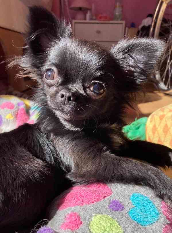 ČIVAVA – DOSPĚLÁ MALÁ FENKA S PP - foto 2