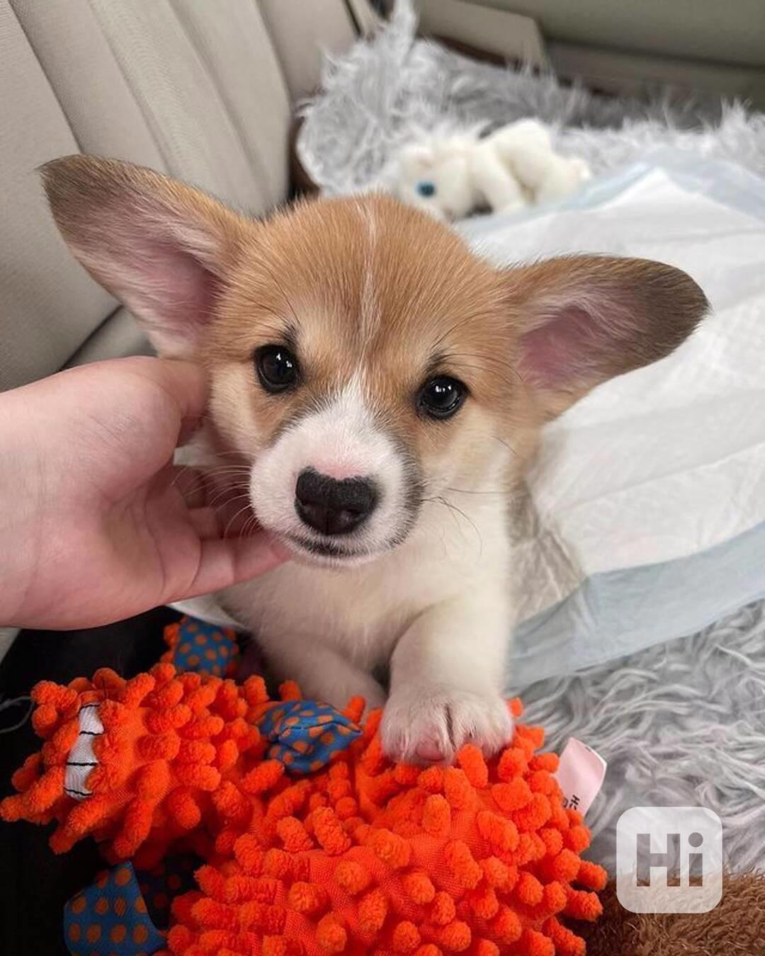 Dárek štěně welsh corgi k adopci zdarma   - foto 1