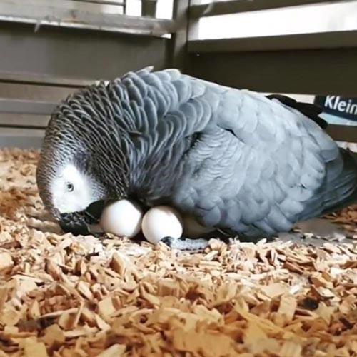 Papoušci a papouščí vejce - foto 2