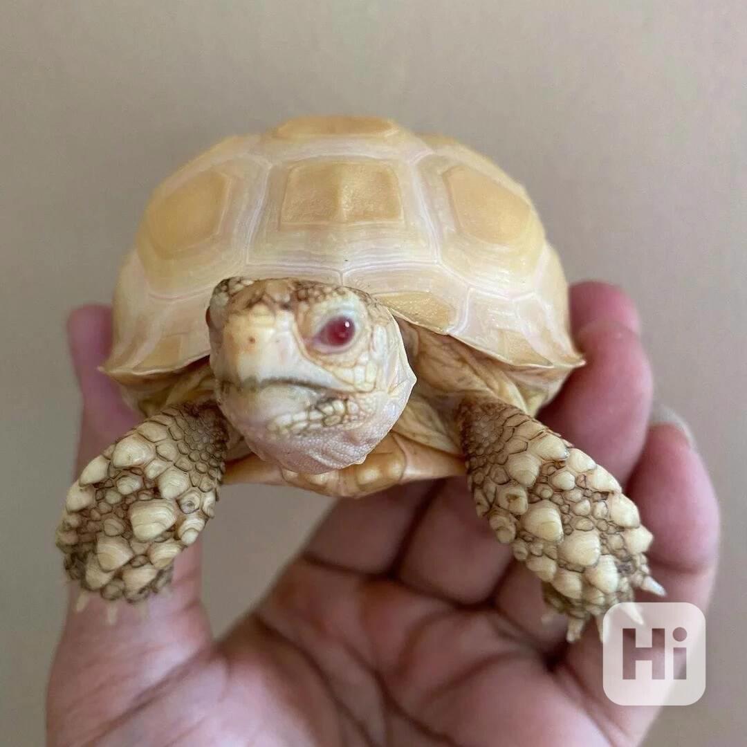 Albín sulcata (Geochelone sulcata) - foto 1