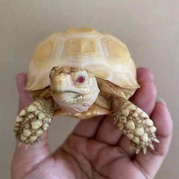 Albín sulcata (Geochelone sulcata) - foto 1