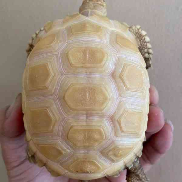Albín sulcata (Geochelone sulcata) - foto 3
