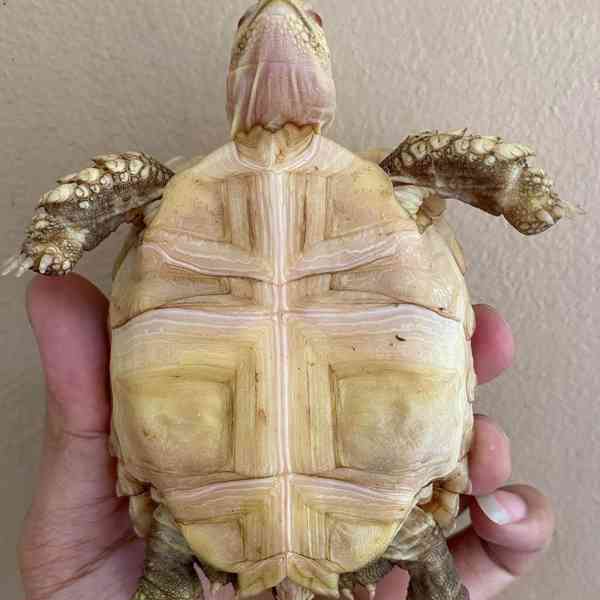Albín sulcata (Geochelone sulcata) - foto 4