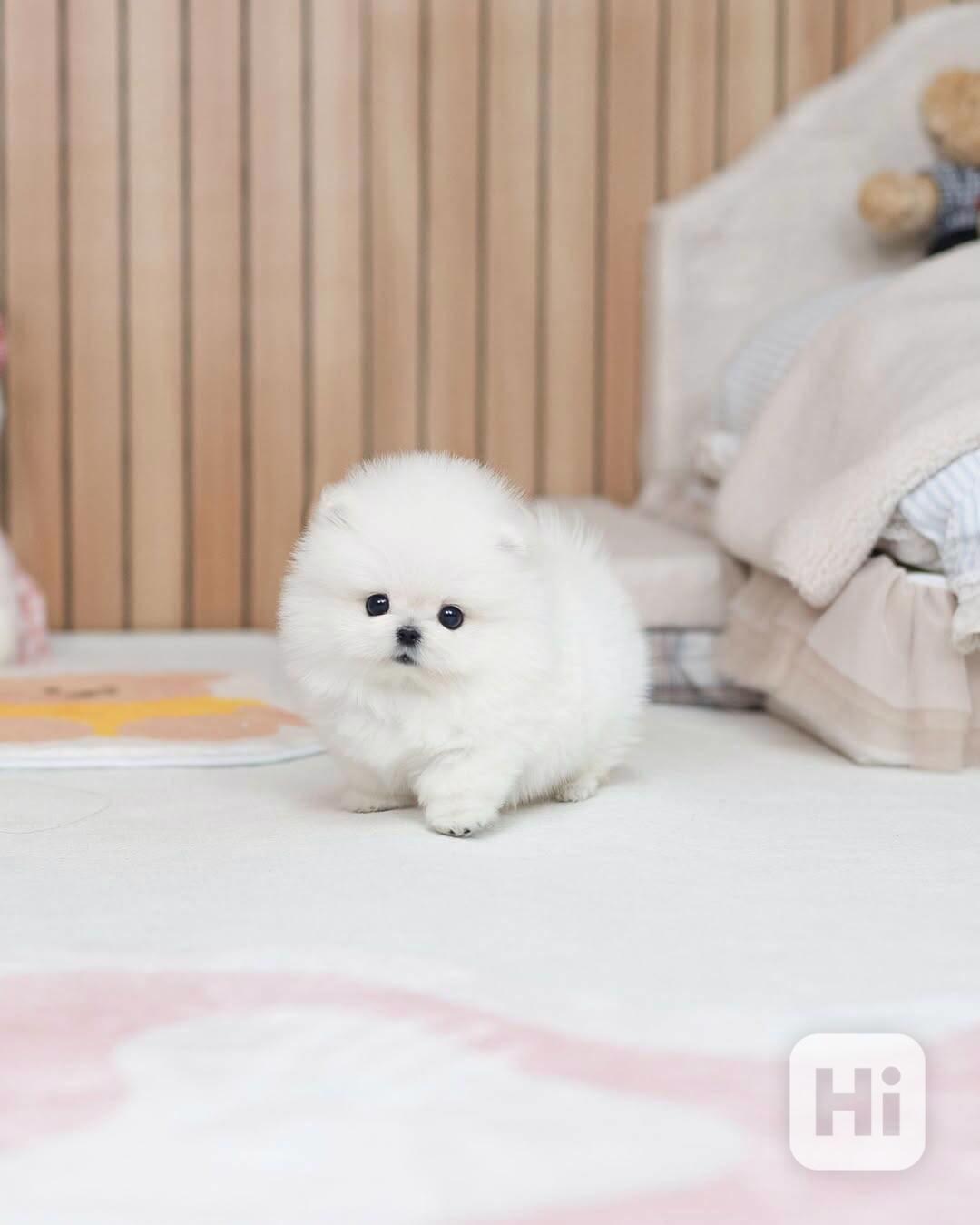 Nádherná štěňata mini pomeranianů – vychovaná s láskou - foto 1