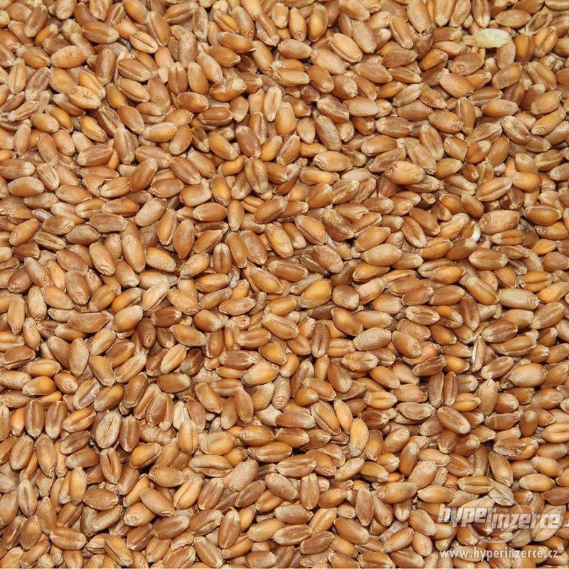 Pšenice a ječmen - foto 1