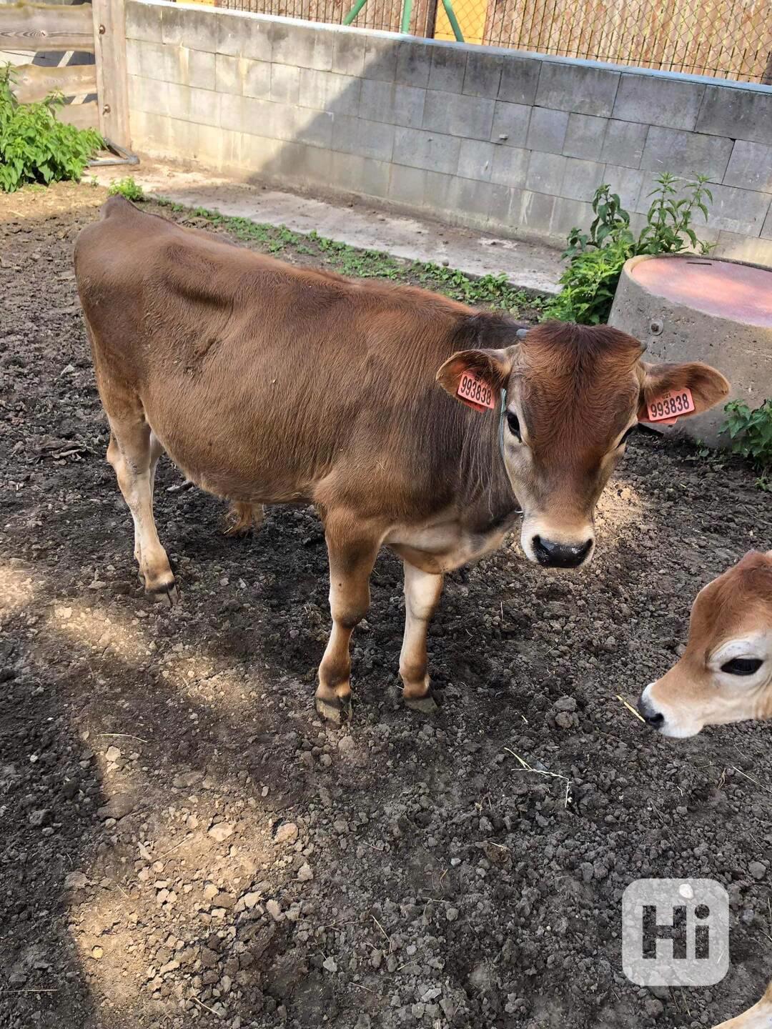 Prodej telete býčka  - foto 1