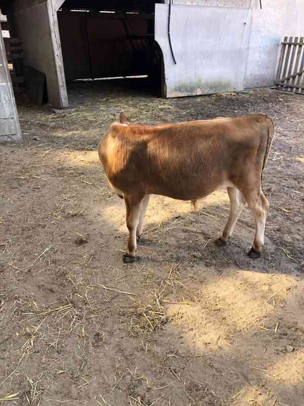 Prodej telete býčka  - foto 3