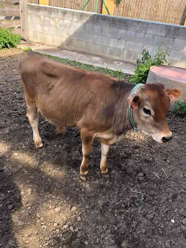 Prodej telete býčka  - foto 2