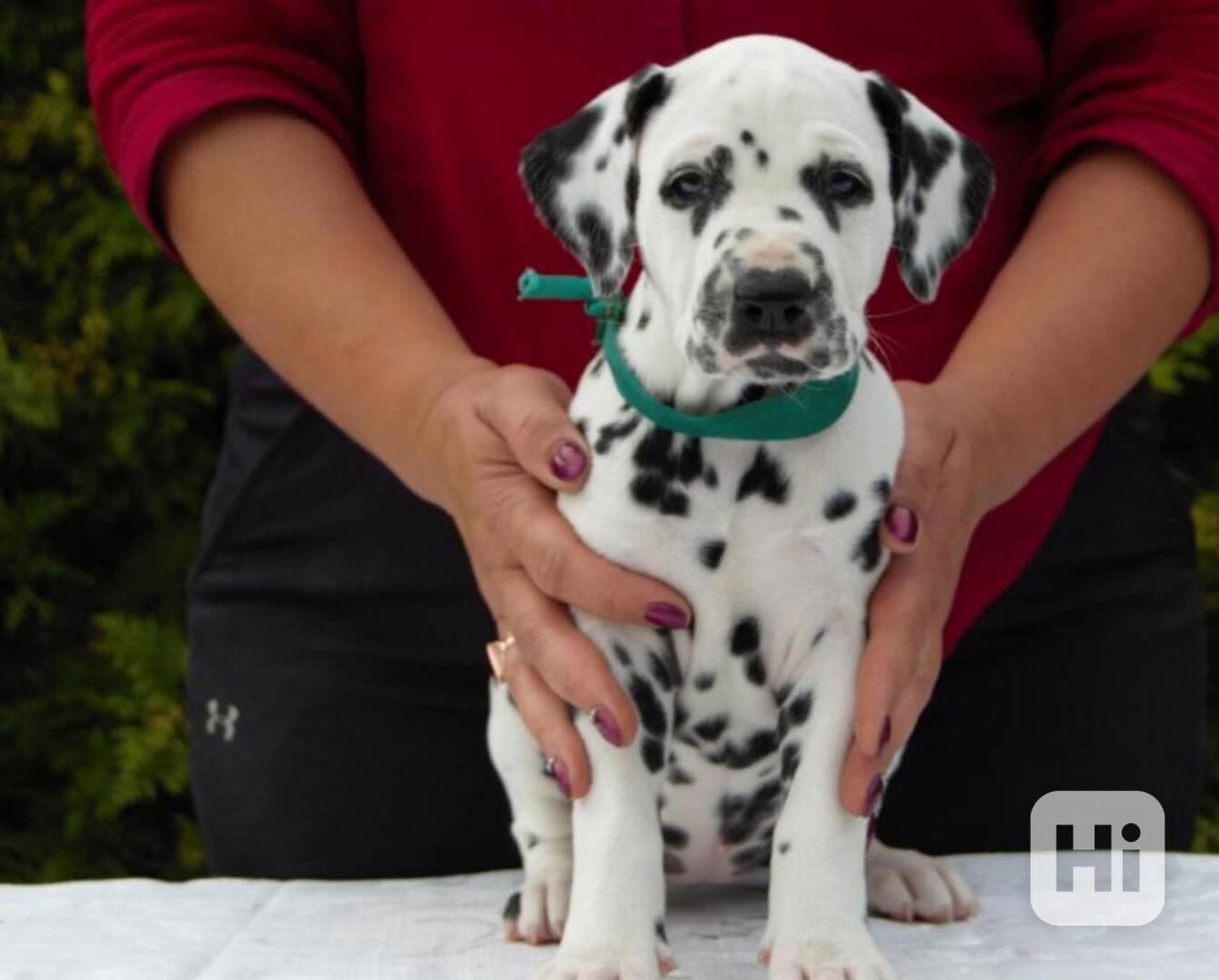 Úžasná štěňata dalmatinů,  - foto 1