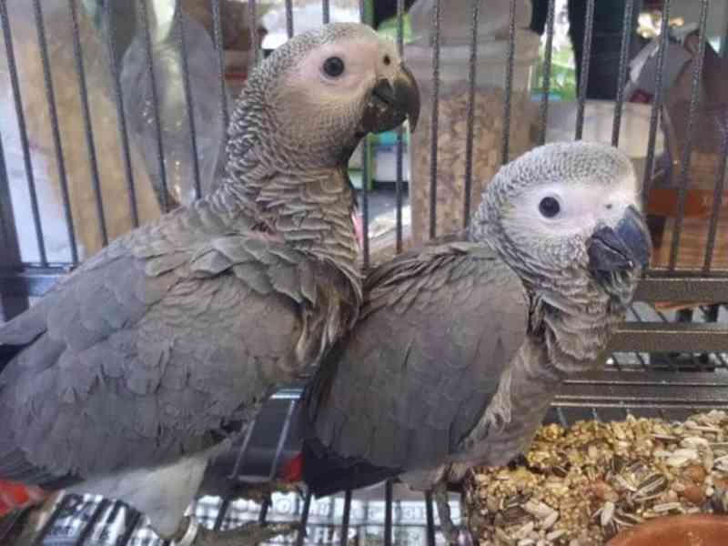 Pár mluvících afrických papoušků šedých. - foto 1