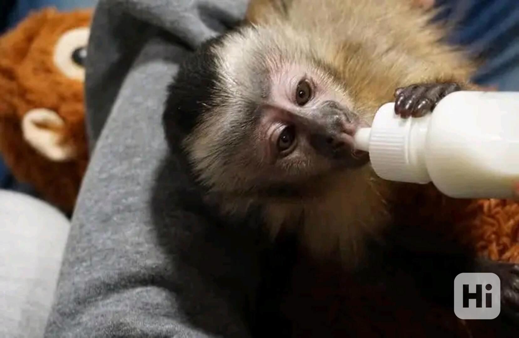  Mládě kapucína žravého na plody  - foto 1