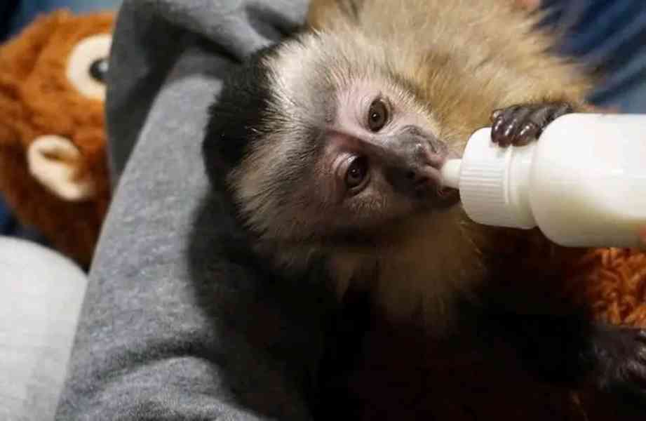  Mládě kapucína žravého na plody 