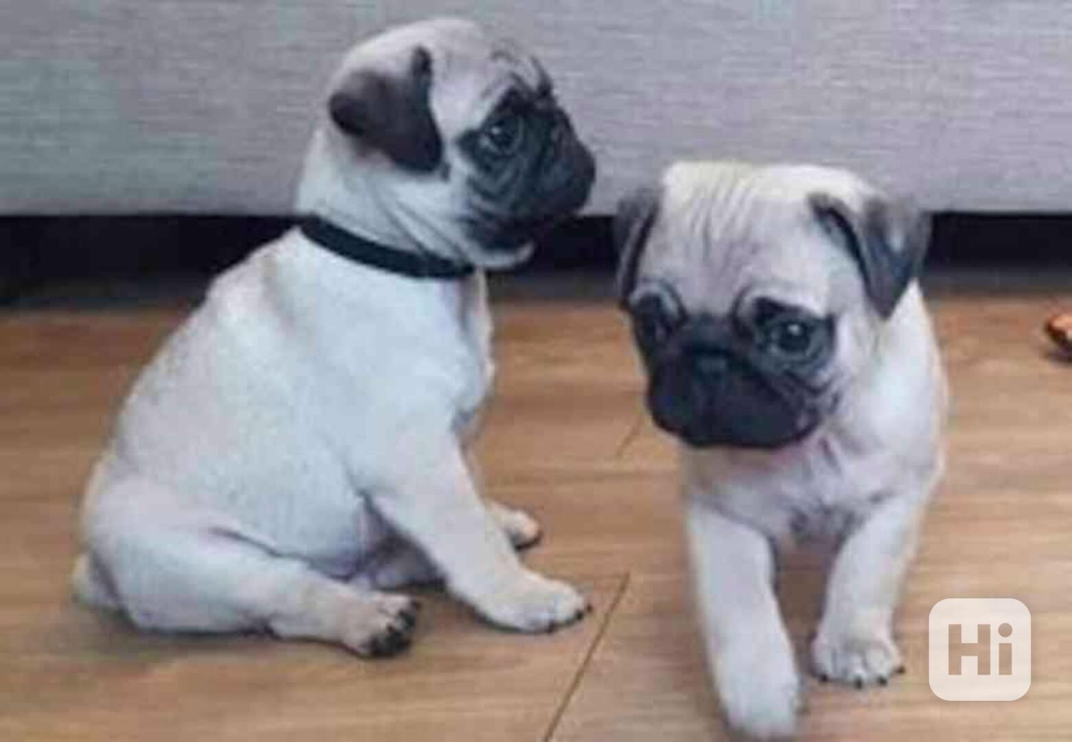 štěňata mopse k adopci Nabízíme k bezplatné adopci tato ocko - foto 1