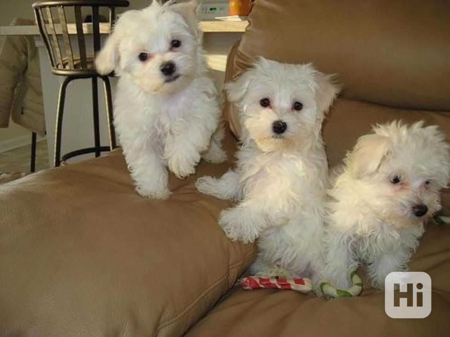 Štěňata maltézského psíka k adopci - foto 1