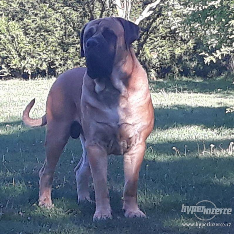 BOERBOEL - foto 1
