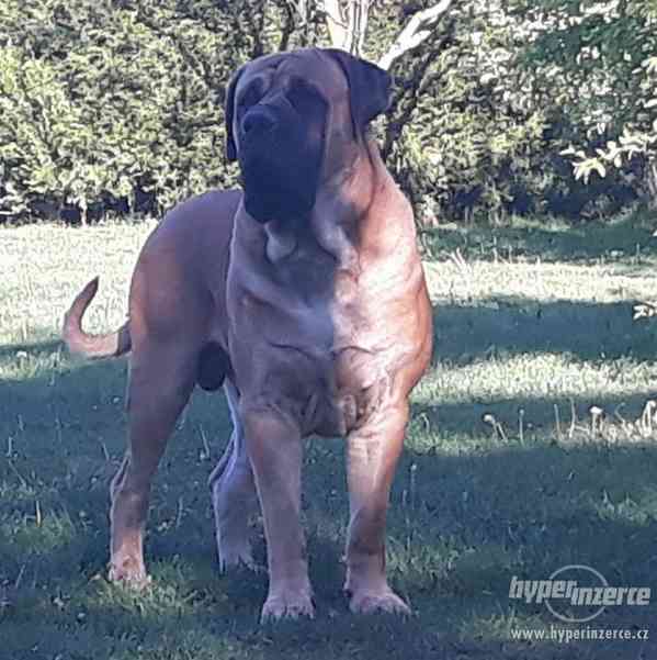 BOERBOEL - foto 1