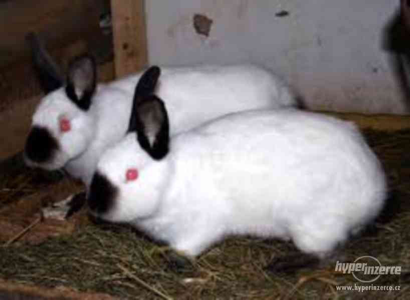 Prodej králíků - foto 3