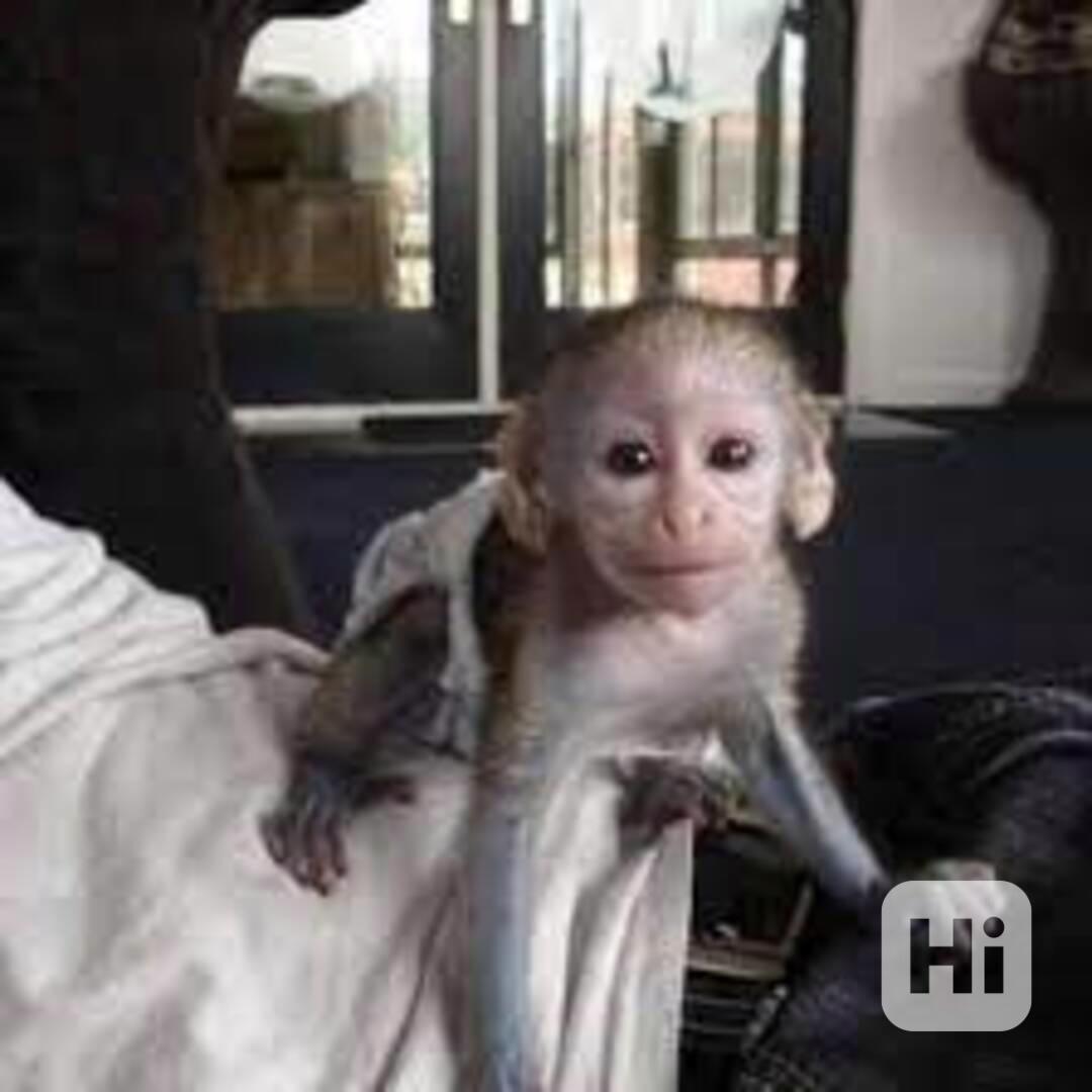 Dvě kapucínské opice k dispozici - foto 1