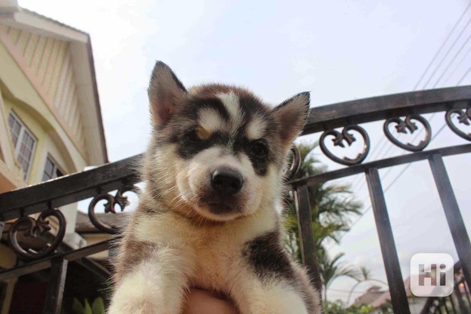 AKC červenobílá dvouoká sibiřská husky fena - foto 1
