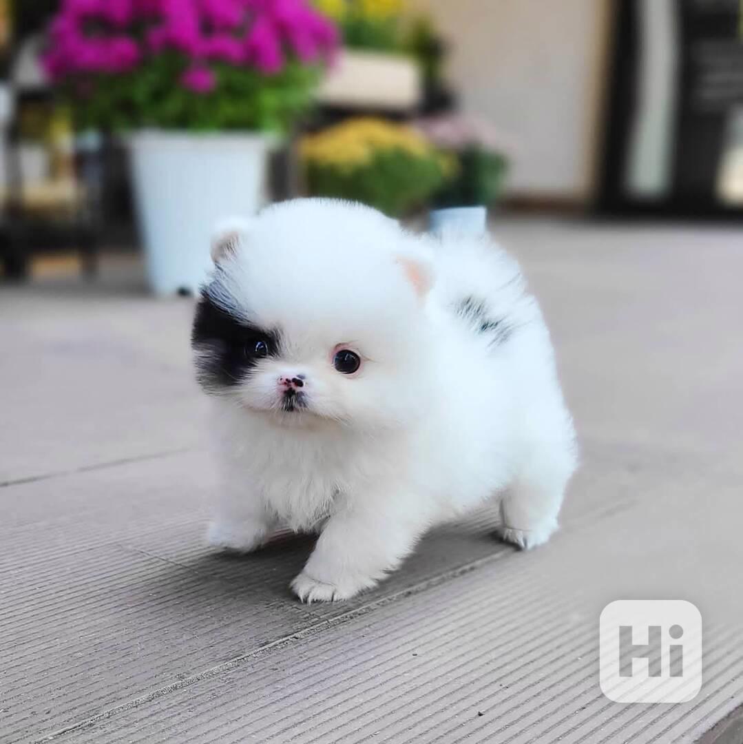 Pěkný Špicové pomeranian štěňata - foto 1