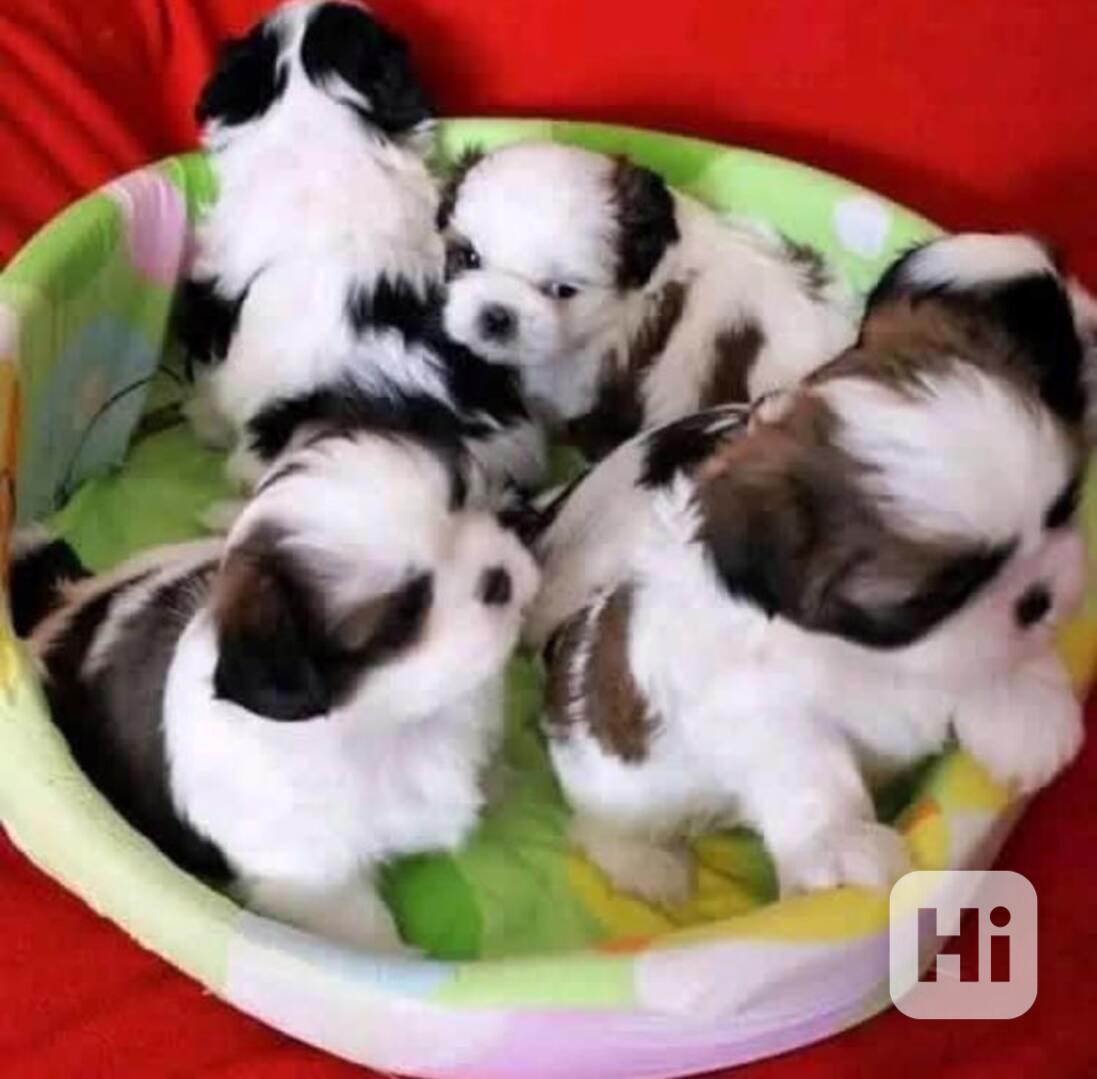 shih-tzu (štěňátka) - foto 1