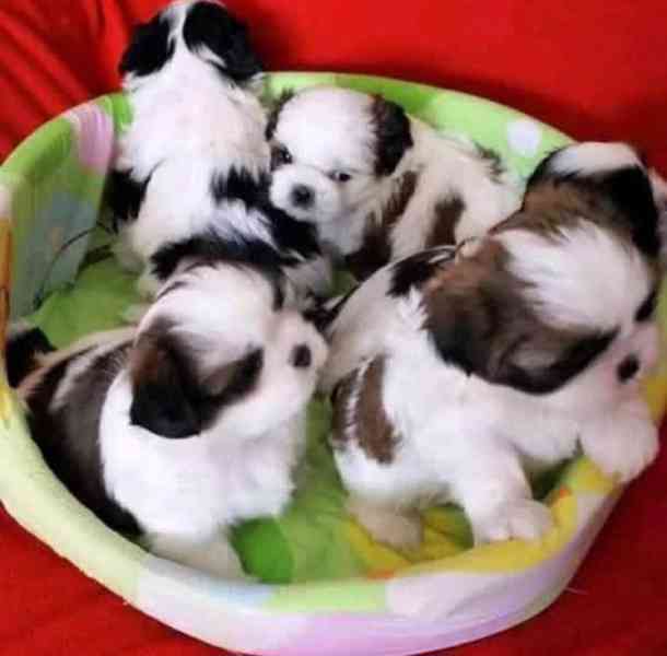 shih-tzu (štěňátka) - foto 1