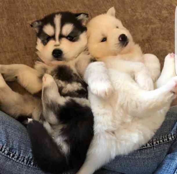Přátelská a zdravá, veterinářem prohlédnutá a socializovaná  - foto 2