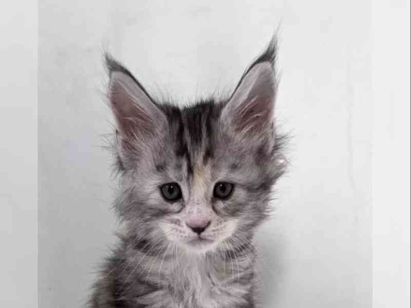 Čistokrevná koťata mainských mývalích koťat - foto 3