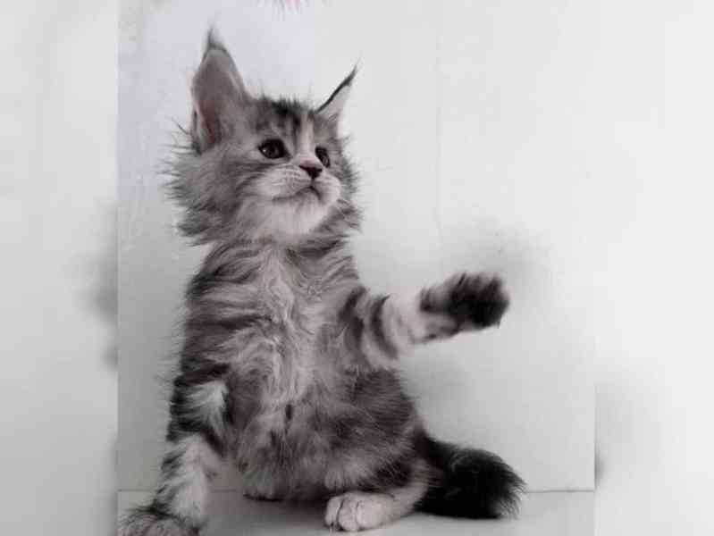 Čistokrevná koťata mainských mývalích koťat - foto 2