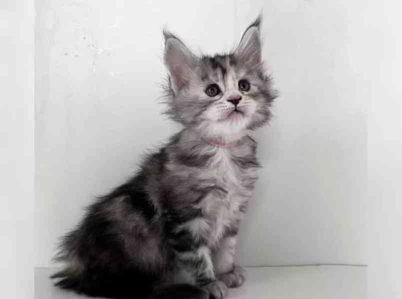 Čistokrevná koťata mainských mývalích koťat - foto 4