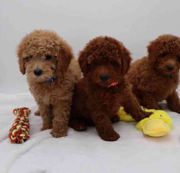 Roztomilá štěňátka toy pudla k adopci