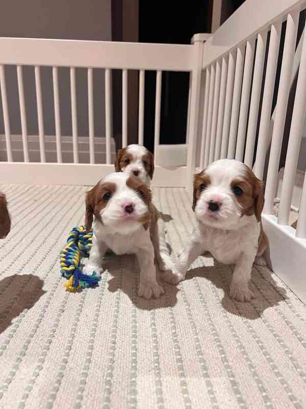 Volná štěňata kavalír King Charles španěl k adopci   - foto 2