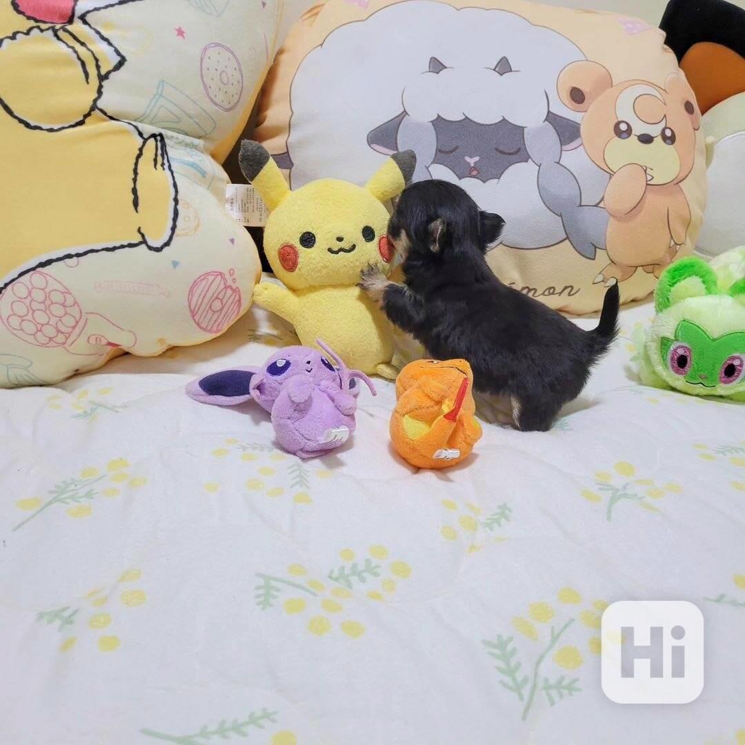 Vycvičená štěňata Yorkshire teriéra k adopci - foto 1