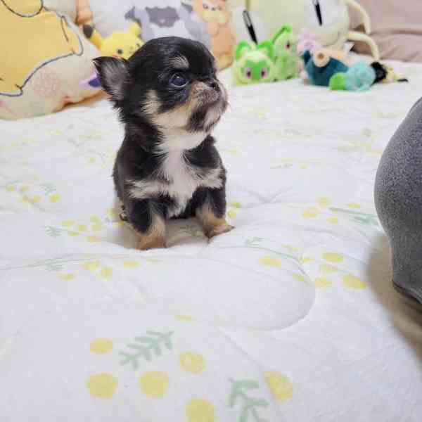 Vycvičená štěňata Yorkshire teriéra k adopci - foto 3