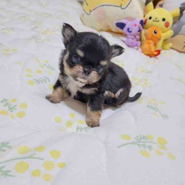 Vycvičená štěňata Yorkshire teriéra k adopci - foto 2