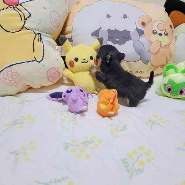 Vycvičená štěňata Yorkshire teriéra k adopci - foto 1