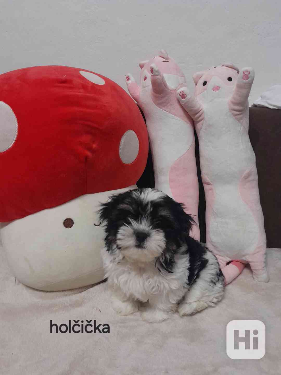 Shih-tzu  - foto 1