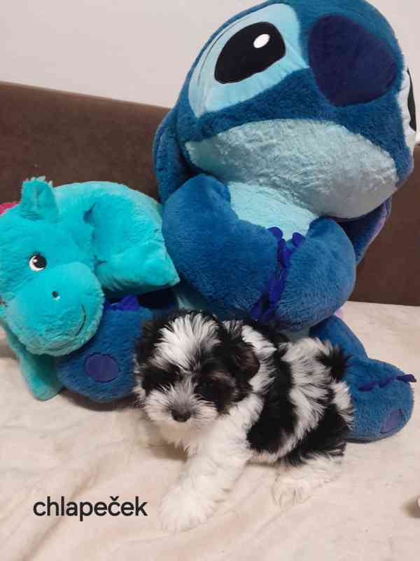 Shih-tzu  - foto 2
