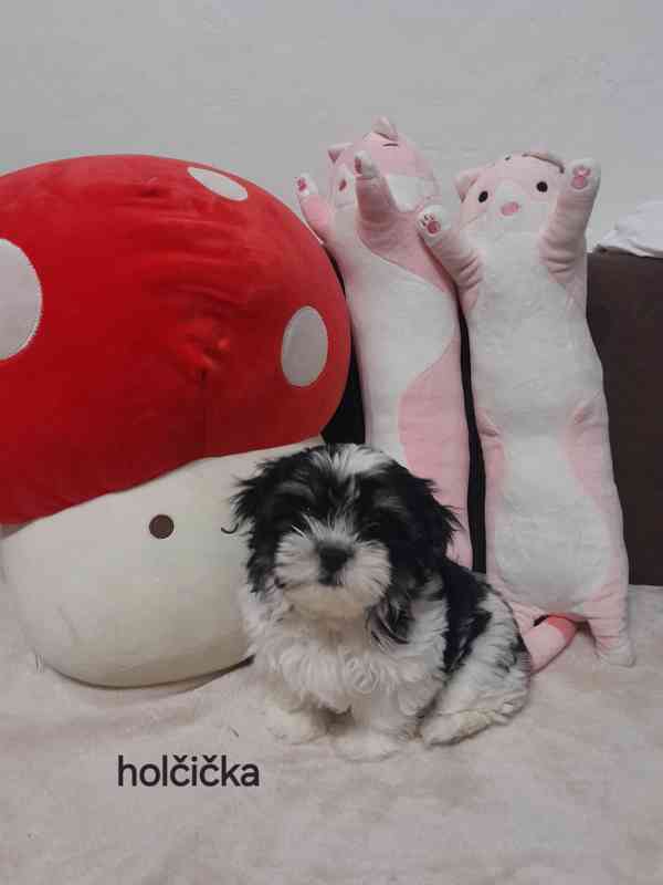 Shih-tzu  - foto 1